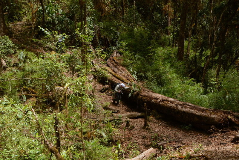Was muss das für ein Baum gewesen sein? Was muss das für ein Baum gewesen sein?