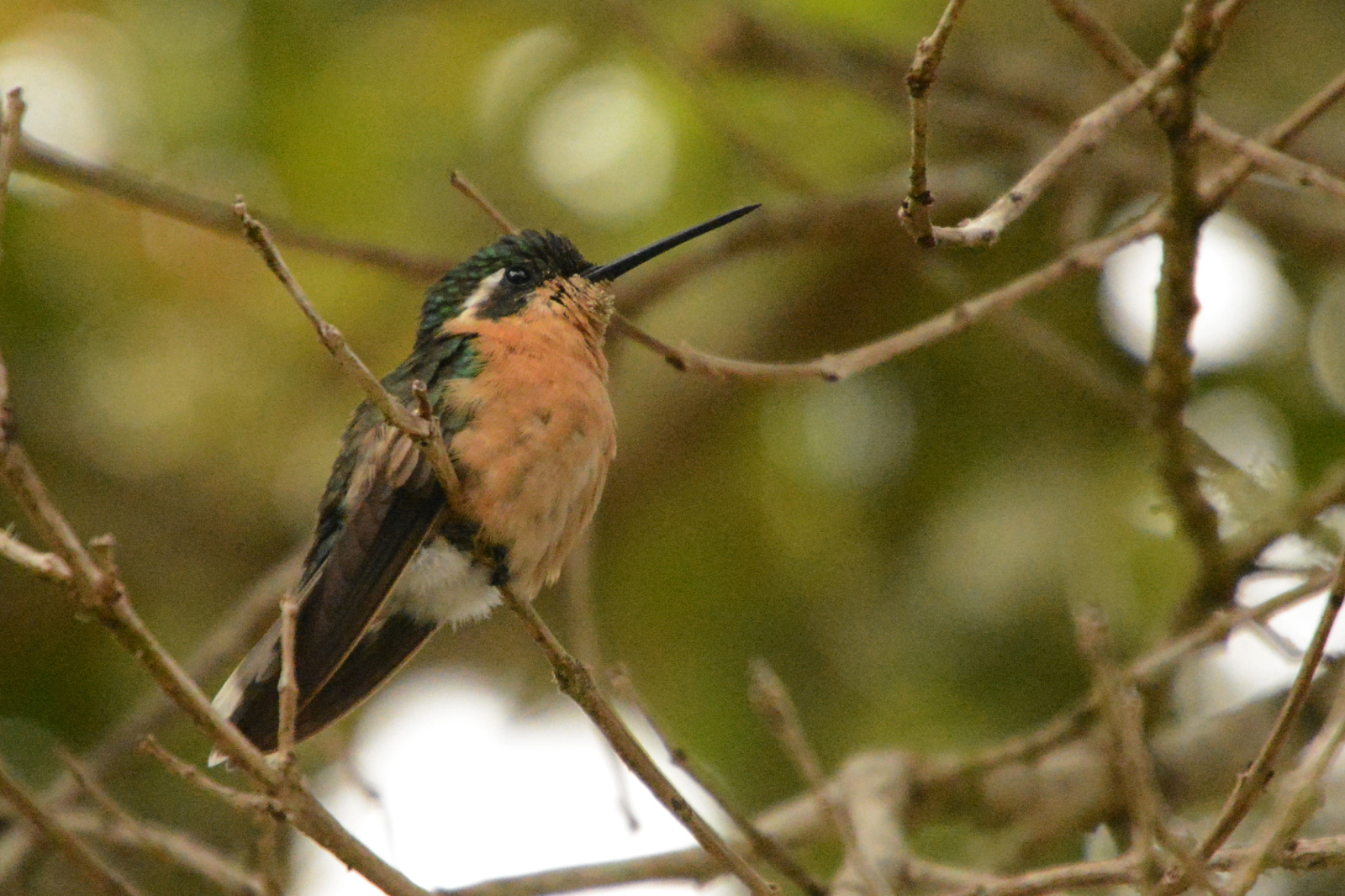 Ja da schau her Ja da schau her