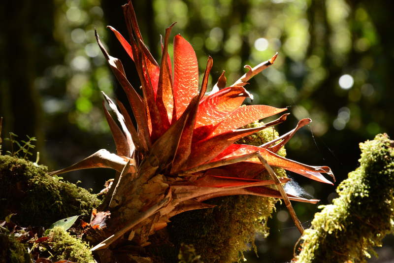 Eine Bromelie zaubert Farbe in den Wald Eine Bromelie zaubert Farbe in den Wald