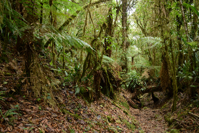 Durch diese hohle Gasse ... Durch diese hohle Gasse ...