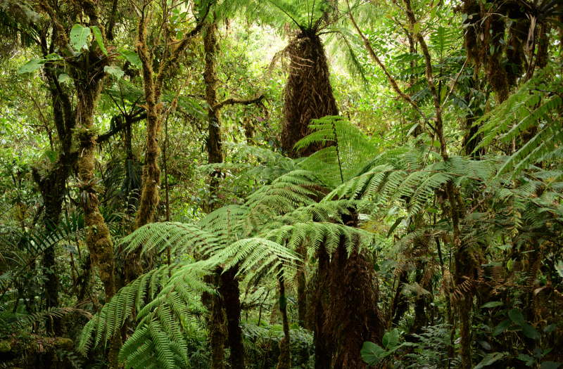 Grünes Durcheinander Grünes Durcheinander