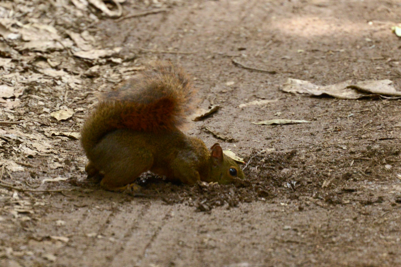 Wer hat die Kokosnuss geklaut? Wer hat die Kokosnuss geklaut?