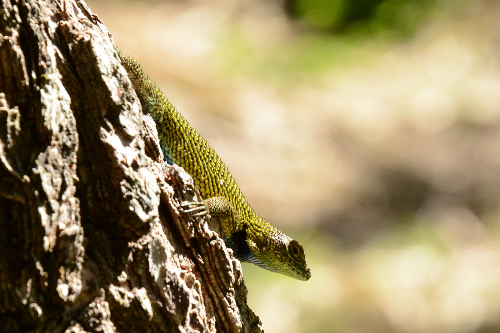 Eine kleine Echse Eine kleine Echse