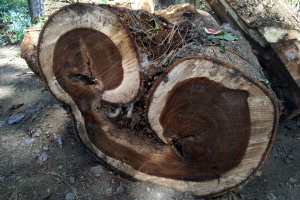 Interessanter Baumstamm Interessanter Baumstamm