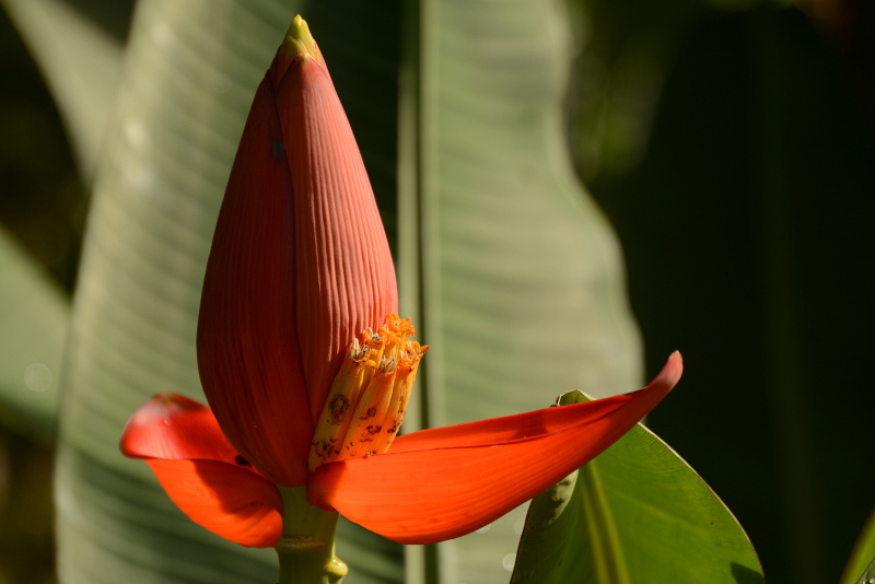 Eine Bananenblüte