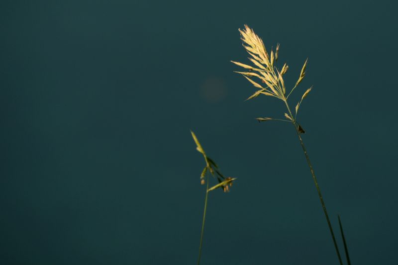 Grashalm im Licht Grashalm im Licht