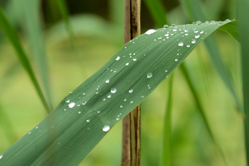 Die positive Seite von Regen - Regentropfen Die positive Seite von Regen - Regentropfen