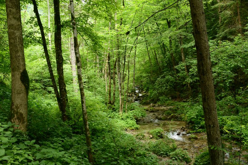 Auf dem Weg zum ersten Wasserfall Gorg d'Abiss Auf dem Weg zum ersten Wasserfall Gorg d'Abiss