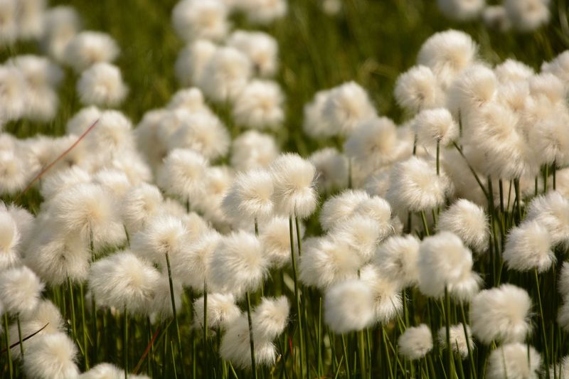 Weiche Puschel Weiche Puschel