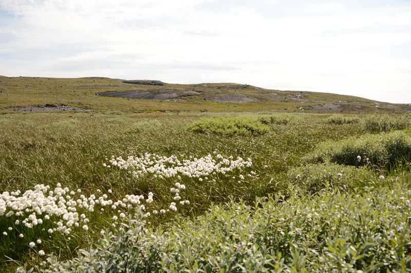 Dieses Wollgras wächst hier überall Dieses Wollgras wächst hier überall