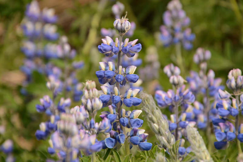Lupinen gibt es hier zuhauf Lupinen gibt es hier zuhauf