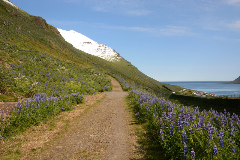 Spaziergang oberhalb Siglufjörður Spaziergang oberhalb Siglufjörður