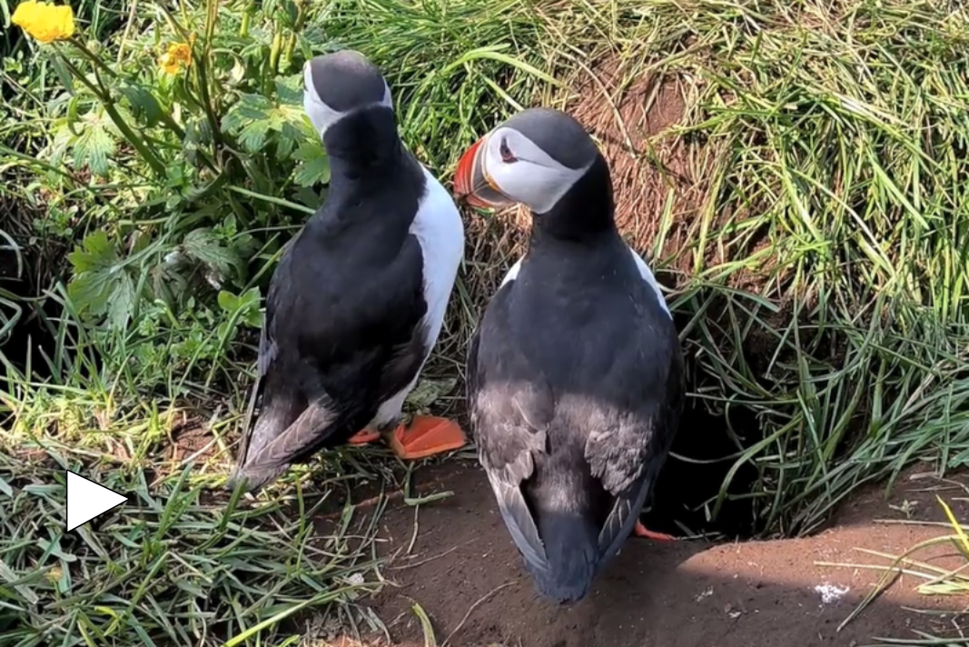 Puffin-Video Puffin-Video