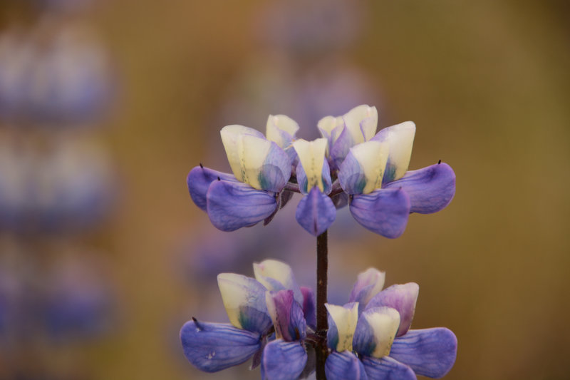 Lupinen sind schöne Fotomotive Lupinen sind schöne Fotomotive