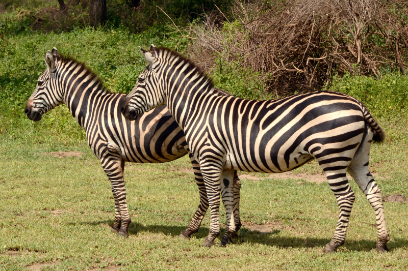 Ein paar wenige Zebras gab es auch. Ein paar wenige Zebras gab es auch.