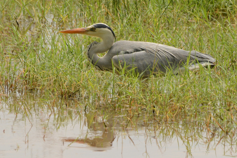 Reiher Reiher