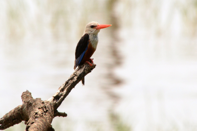 Eisvogel Eisvogel