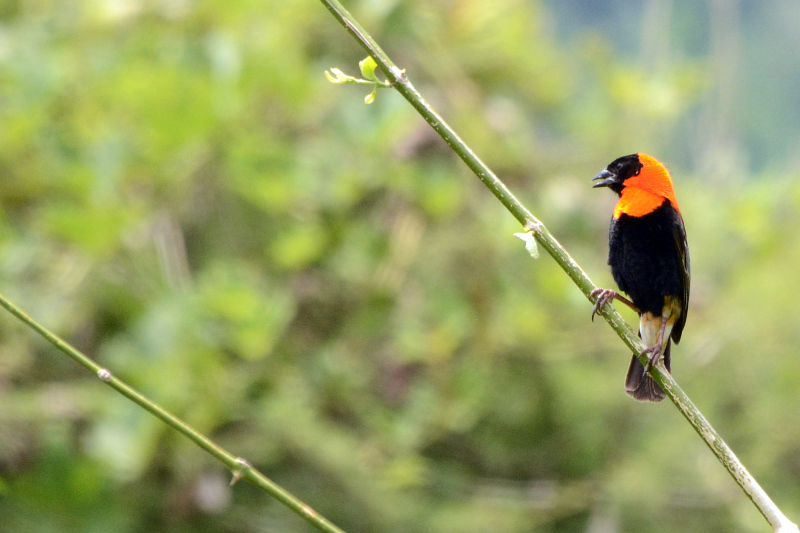 Red Bishop Red Bishop