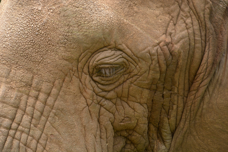 Elefant zum Greifen nahe! Elefant zum Greifen nahe!
