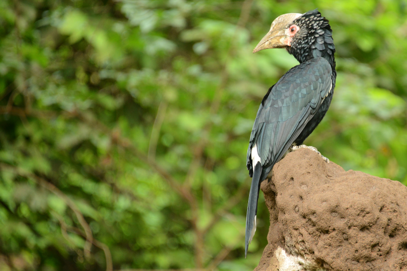 Hornbill Hornbill