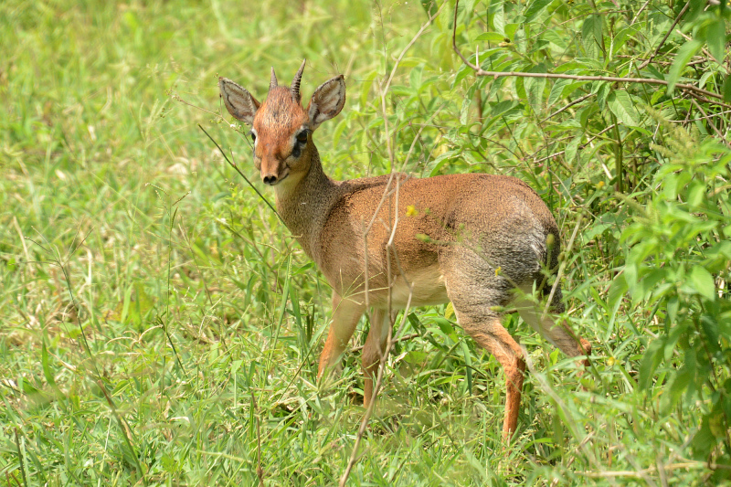 Weil unser Beider Liebling - hier nochmals ein Dikdik Weil unser Beider Liebling - hier nochmals ein Dikdik