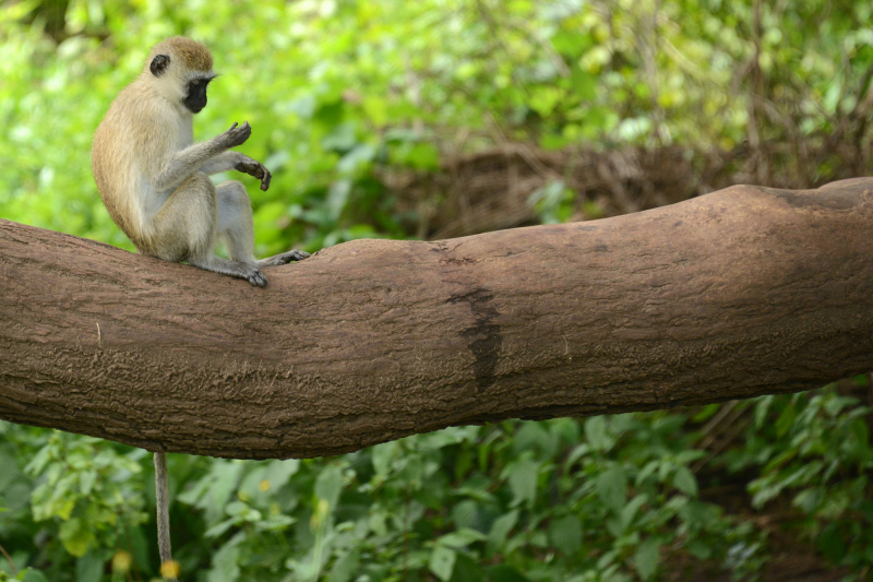 Meerkatze Meerkatze