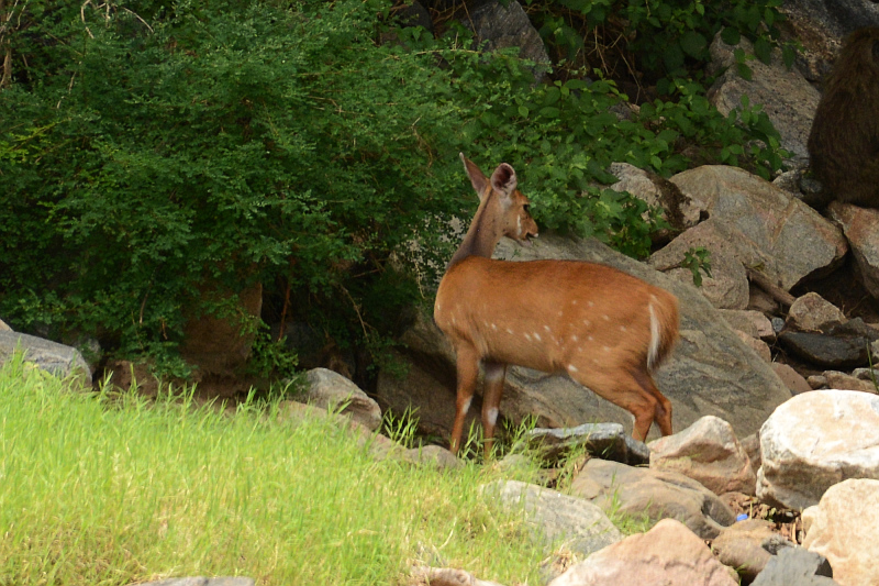 Ausser Impalas gab es diesen Bushbock - leider weit weg und der einzige der Reise. Ausser Impalas gab es diesen Bushbock - leider weit weg und der einzige der Reise.