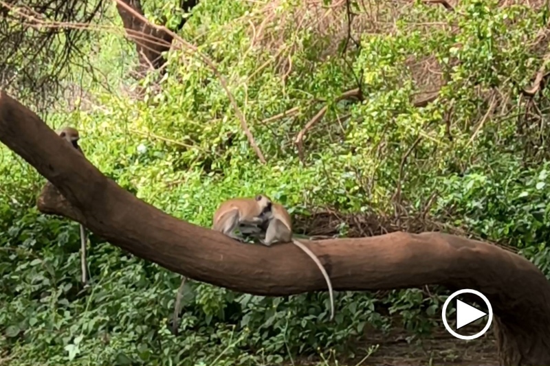 Verspielte junge Meerkatzen Verspielte junge Meerkatzen