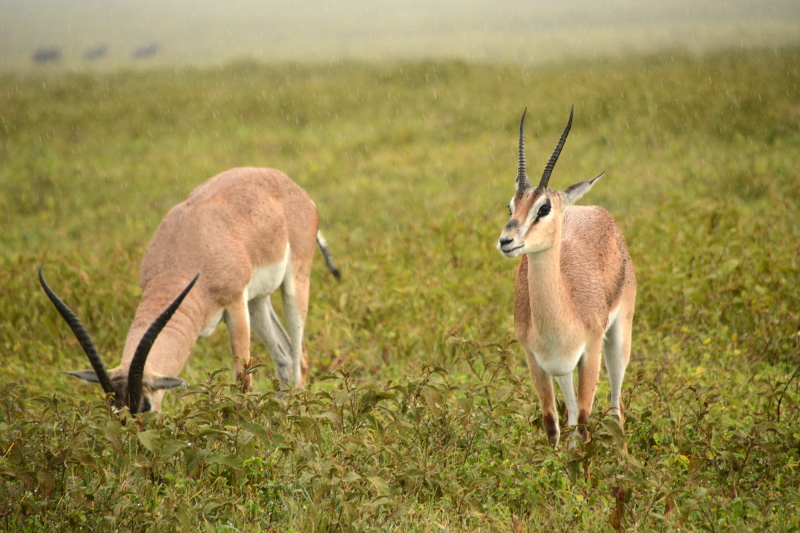 Thomsongazelle Thomsongazelle