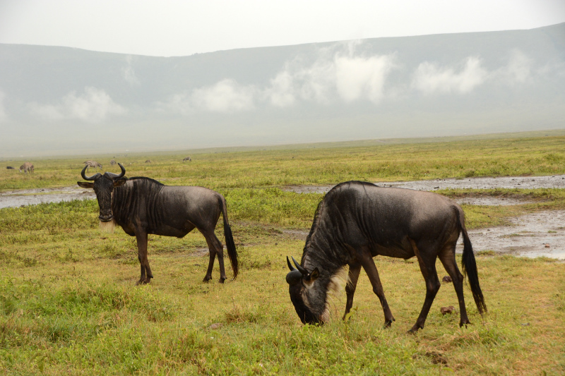 Gnu Gnu