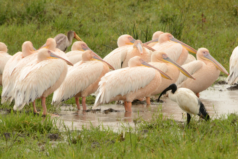 Ibis, Pelikan und Gelbschnabelstorch Ibis, Pelikan und Gelbschnabelstorch