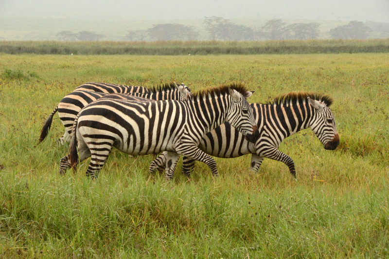 Zebras Zebras