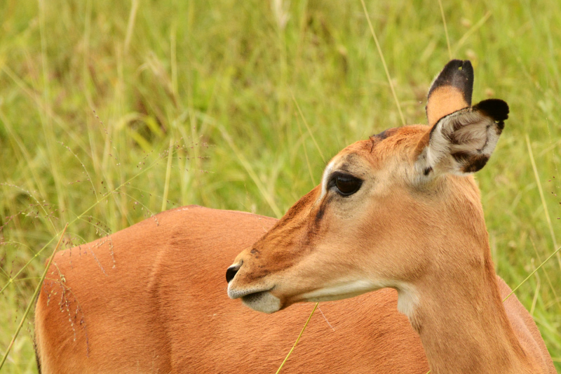 Die hübschen Impalas treffen wir heute sogar in Herdenstärke Die hübschen Impalas treffen wir heute sogar in Herdenstärke