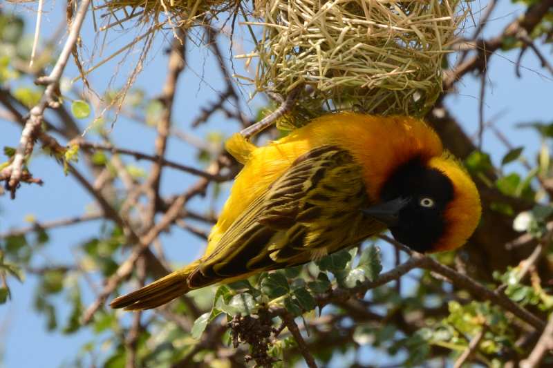 Ein Webervogel Ein Webervogel