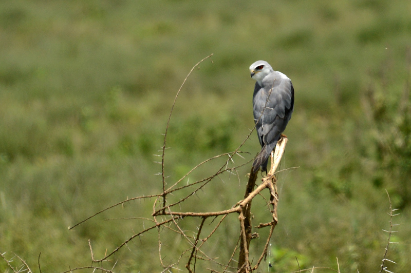 Ein Goshawk Ein Goshawkn