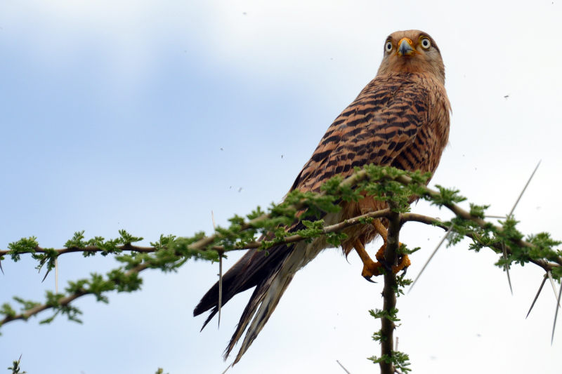 Ein Falke Ein Falke