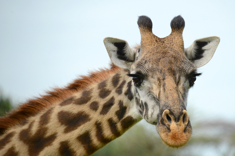 Giraffen sind wieder zum Greifen nahe Giraffen sind wieder zum Greifen nahe