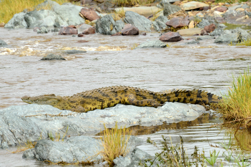 Immerhin haben wir ein Krokodil gesehen Immerhin haben wir ein Krokodil gesehen