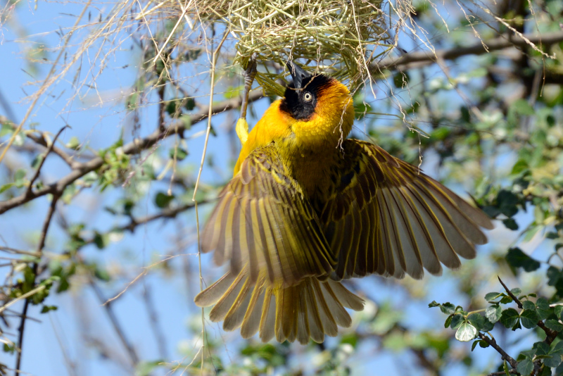 Webervogel beim Anflug Webervogel beim Anflug