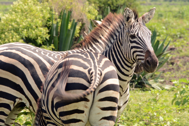 Dann geht's aus dem Camp raus auf Safari Dann geht's aus dem Camp raus auf Safari