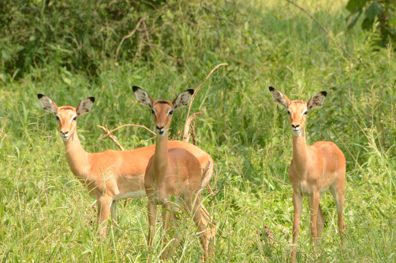 Impalas Impalas