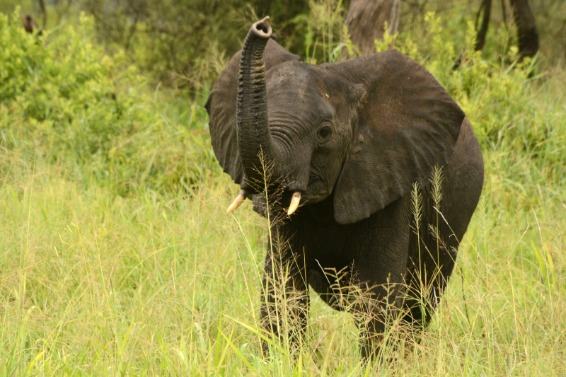 Ziemlich neugierig der kleine Elefant Ziemlich neugierig der kleine Elefant