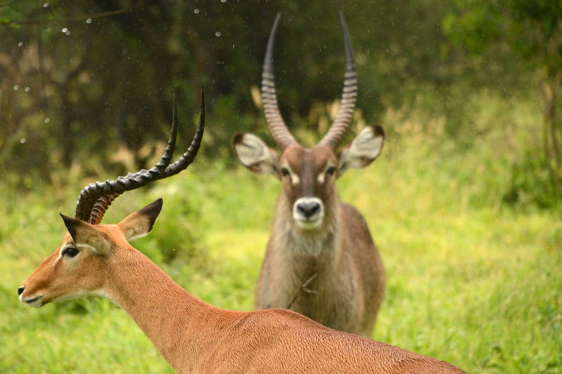 Impala mit Wasserbock an Regentropfen Impala mit Wasserbock an Regentropfen