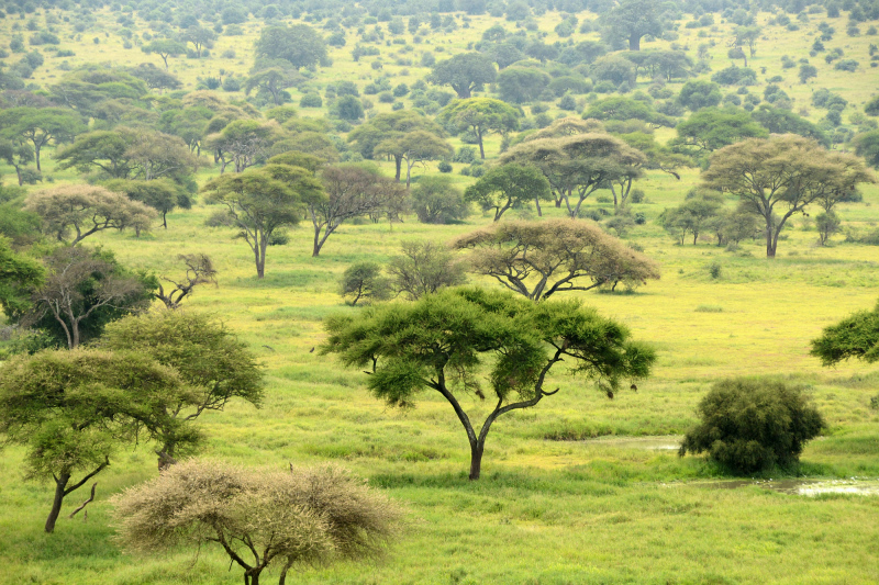 Landschaft und Bäume sind leider zu selten ein Thema für unseren Guide Landschaft und Bäume sind leider zu selten ein Thema für unseren Guide