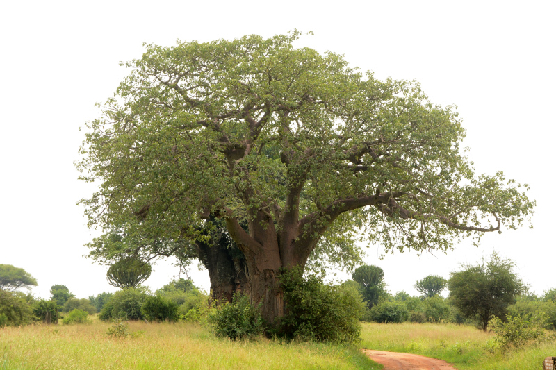 Obwohl die Reise den Namen 'Baobab' führt Obwohl die Reise den Namen 'Baobab' führt