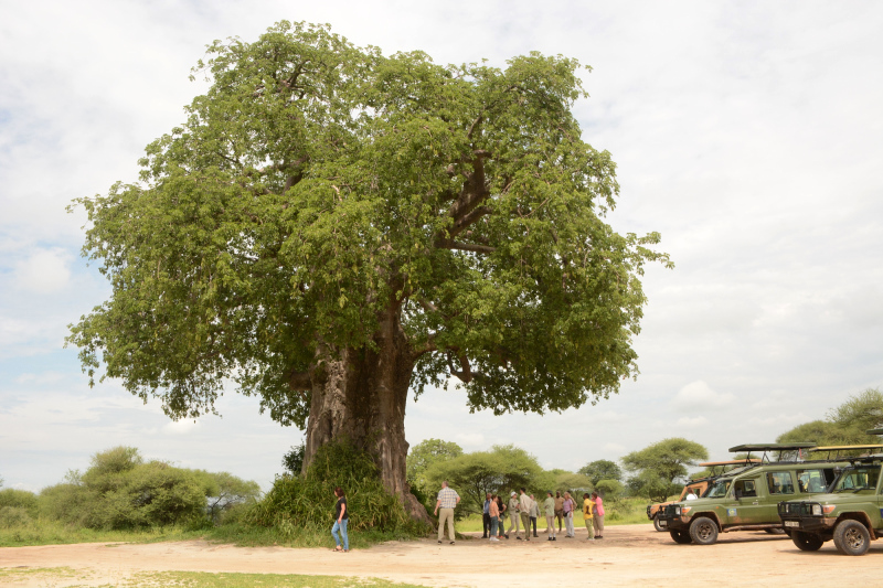 Der größte und älteste Baobab soll 2000 Jahre alt sein Der größte und älteste Baobab soll 2000 Jahre alt sein