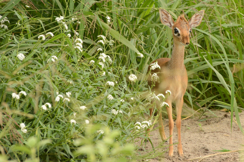 Sowas süßes aber auch - ein Dikdik Sowas süßes aber auch - ein Dikdik