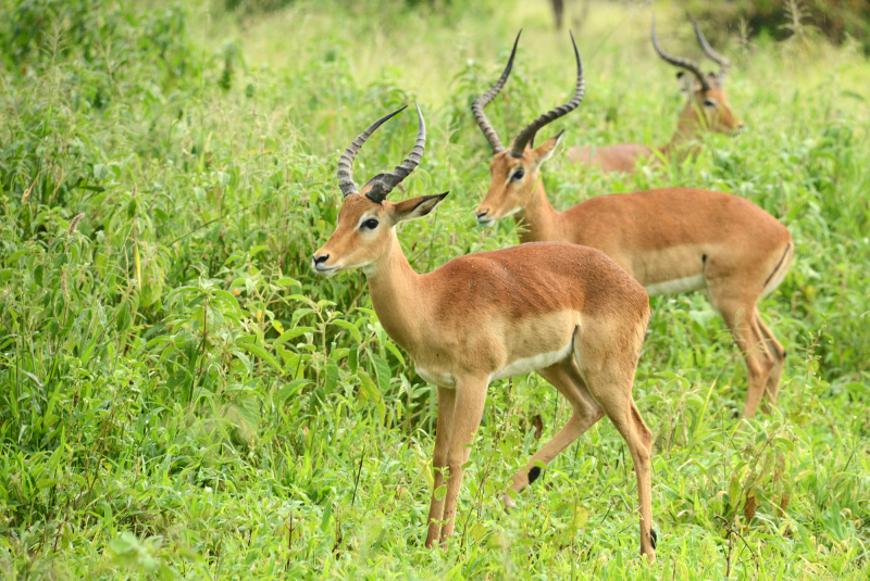 Männliche Impalas sind nicht so hübsch wie die Weibchen Männliche Impalas sind nicht so hübsch wie die Weibchen
