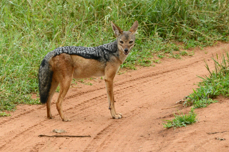 Ein Schakal Ein Schakal