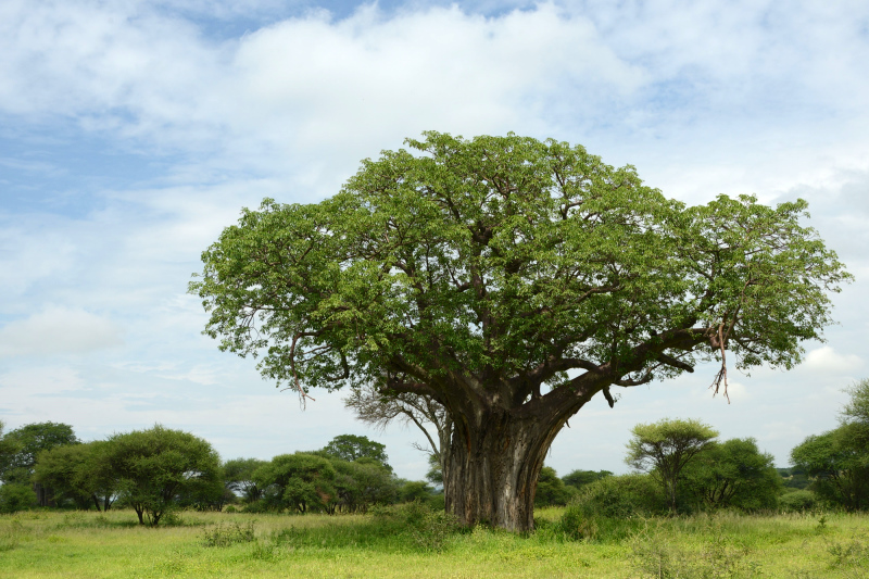 Es gibt hier einige schöne Exemplare eines Baobabs Es gibt hier einige schöne Exemplare eines Baobabs